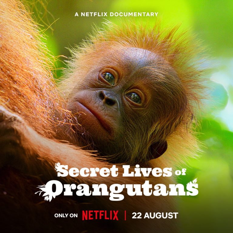 Secret lives of Orangutans